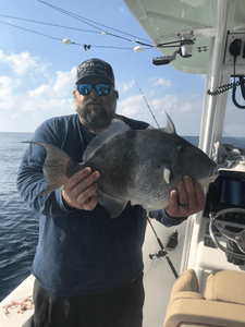 Grey Triggerfish from Offshore waters of SC
